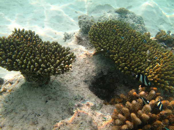 Hard sea corals marine life in Indian ocean Maledives - Photo, Image