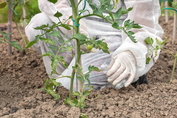 GMO scientist in coveralls genetically modifying tomato at tomatoes farm - Photo, Image