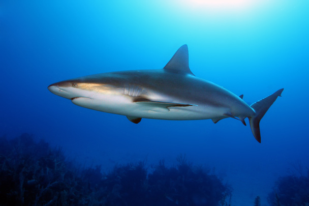 El tiburón arrecife del Caribe (Carcharhinus perezii) nada sobre el arrecife en azul. Un tiburón de arrecife grande con un brillo de bronce en su costado. - Foto, imagen