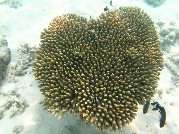 Жесткие морские кораллы в Индийском океане
 - Фото, изображение
