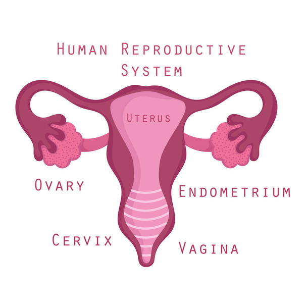 女性の生殖器系の解剖学的部位 - ベクター画像