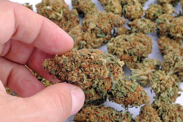 persona que tiene hierba legal - cannabis para ser fumado con cbd alto y bajo thc - Flor de marihuana - drogas ligeras y sustancias ilegales - adicción al humo, hierbas curativas - Foto, Imagen
