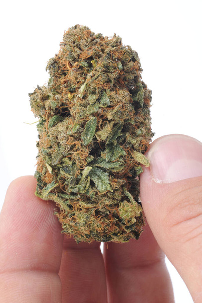 Person mit legalem Unkraut - Cannabis zum Rauchen mit hohem cbd und niedrigem thc - Marihuanablüte - leichte Droge und illegale Substanz - Rauchsucht, Heilkraut - Foto, Bild