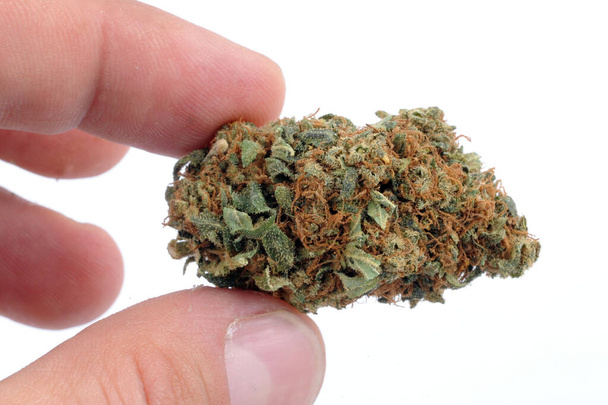 personne détenant une mauvaise herbe légale - cannabis à fumer avec du cbd élevé et du thc faible - fleur de marijuana - drogue légère et substance illégale - dépendance à la fumée, herbe cicatrisante - Photo, image