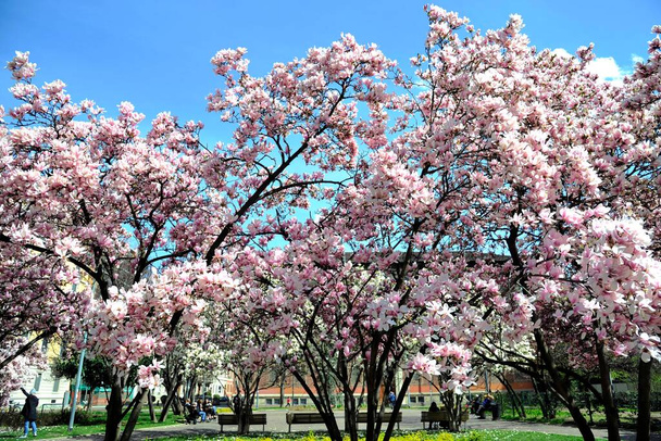 Magnolia arbre en fleurs - printemps arrive - fleurs - heure d'été, se détendre dans un parc - Piazza Tommaseo à Milan - Photo, image