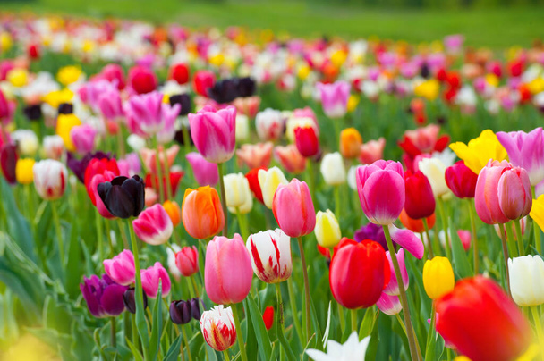 Tulip field with different tulips - 写真・画像