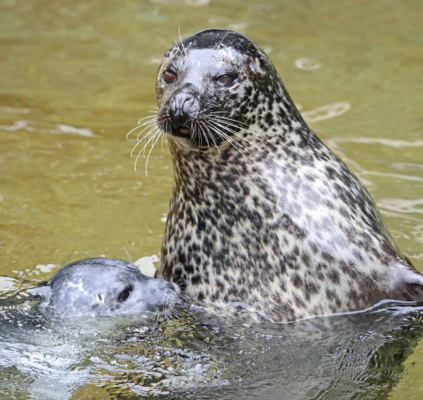 Закрытый вид тюленей-гаваней, Phoca vitulina (Щенок и его мать)) - Фото, изображение