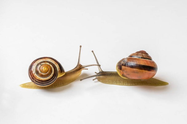 Close-up of slimy snails isolated on white background - Photo, Image