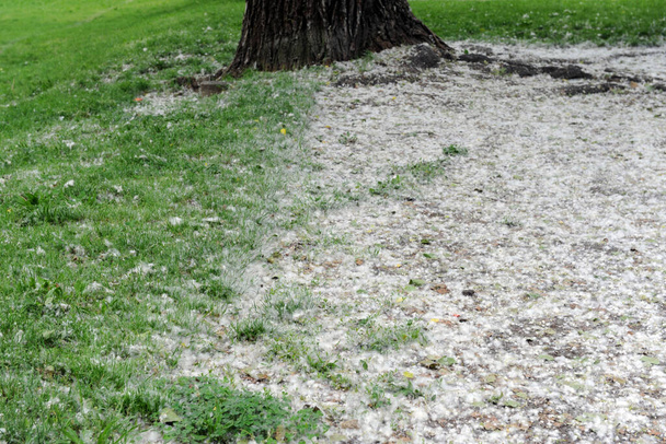 Bílý chmýří leží na kraji silnice na zelené trávě. koncept topolové alergie - jarní čas - pyl topolů - Fotografie, Obrázek