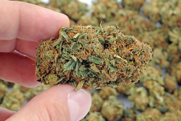 Vari tipi di erbe legali con basso contenuto di thc e alto contenuto di cbd per fumare droga leggera e cannabis marijuana droghe e sostanze portatili illegali - Foto, immagini