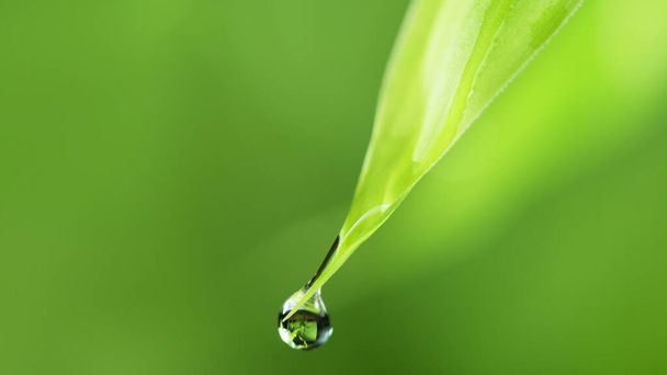 Water drops on the green leaf, soft background. Macro shot with low depth of focus - Fotografie, Obrázek
