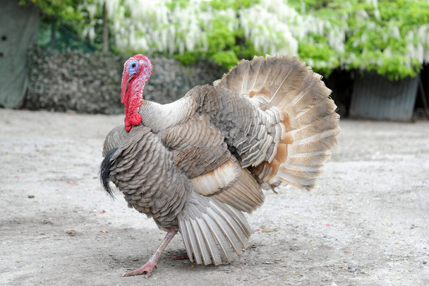 turkey in the park - Photo, Image