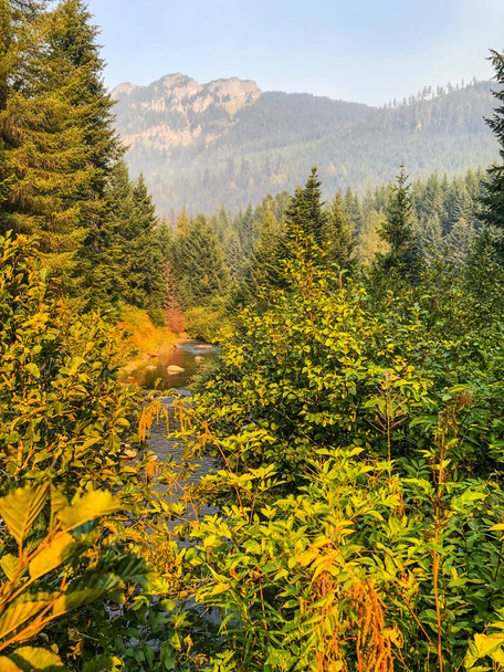 Gold Creek Pond Loop egy 1,2 mérföld nagy forgalmú hurok ösvény közelében található Snoqualmie Pass, Washington, amely egy tó, és jó minden képzettségi szint. Az útvonal számos aktivitási lehetőséget kínál, és egész évben elérhető. Kutyák is. - Fotó, kép