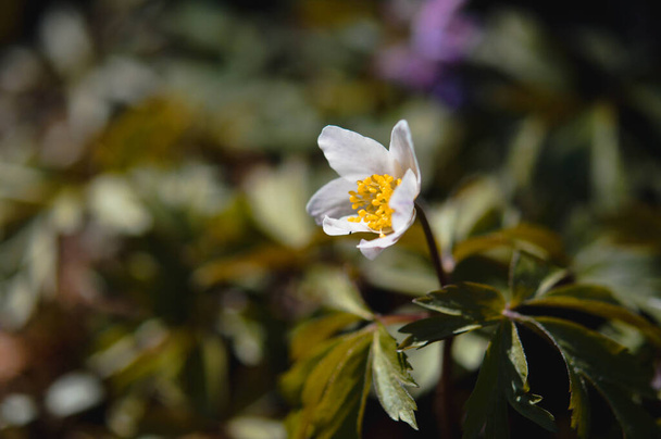 Fehér kora tavaszi vadvirág a természetben - Fotó, kép