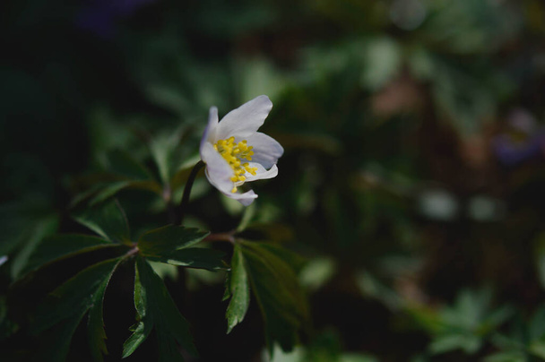 Fehér kora tavaszi vadvirág a természetben - Fotó, kép