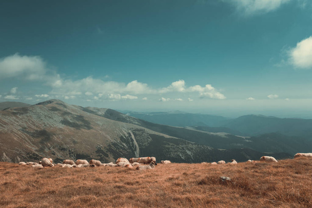 A herd of goats and sheep in a mountainous landscape - Fotoğraf, Görsel