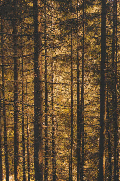 A vertical shot of a forest full of beautiful tall trees during daylight - Photo, Image