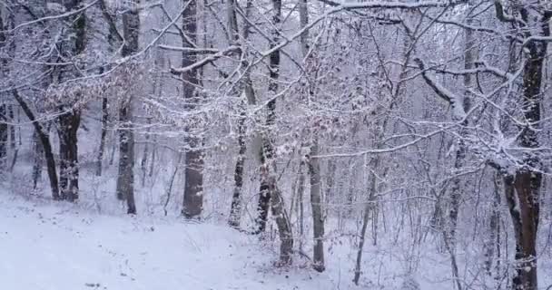 İsviçre 'de bir ormanın havadan çekilmiş videosu. Donmuş ve donmuş kar. Kış zamanı. - Video, Çekim