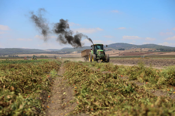 Mezőgazdasági gépek a paradicsommezőgazdaságban. Mezőgazdasági traktor. - Fotó, kép