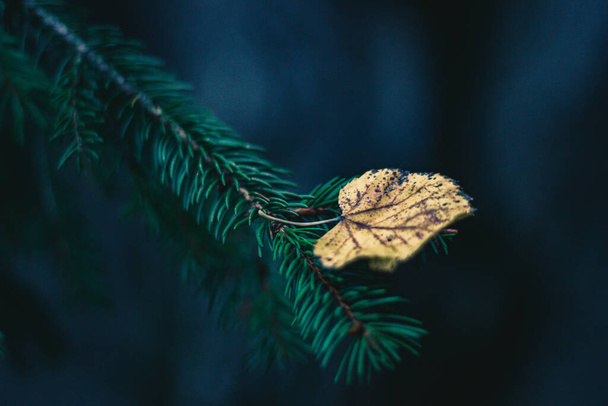 A closeup shot of a leaf on a spruce branch - Фото, зображення