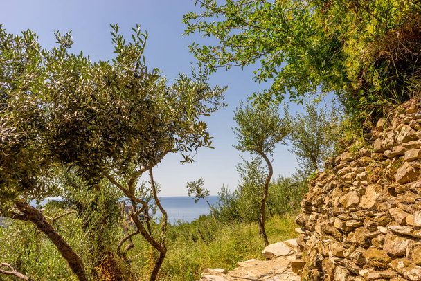 Avrupa, İtalya, Cinque Terre, Corniglia, LANDSCAPE üzerinde ağaçlar - Fotoğraf, Görsel