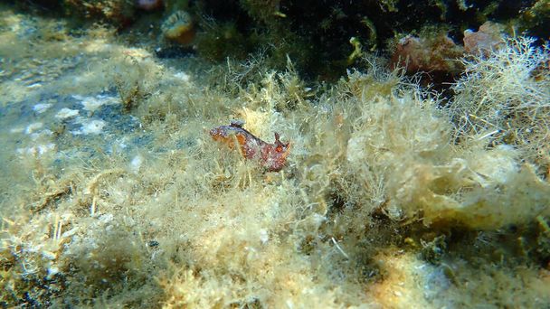 Merietana punaruskea nudibranch tai punaruskea nahkainen doris (Platydoris argo) merenalainen, Egeanmeri, Kreikka, Halkidiki - Valokuva, kuva