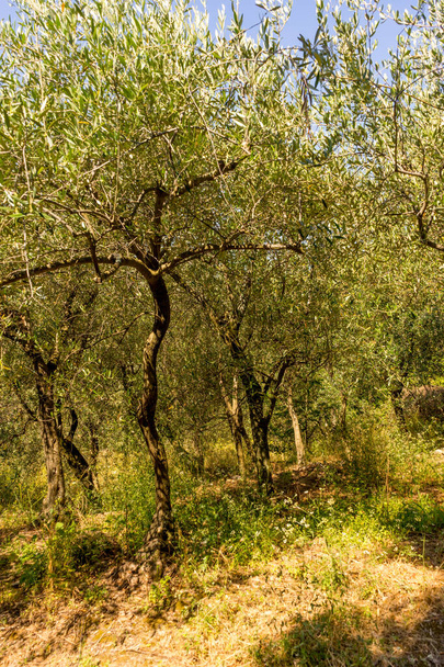Avrupa, İtalya, Cinque Terre, Corniglia, Ormanda büyüyen ağaçlar - Fotoğraf, Görsel