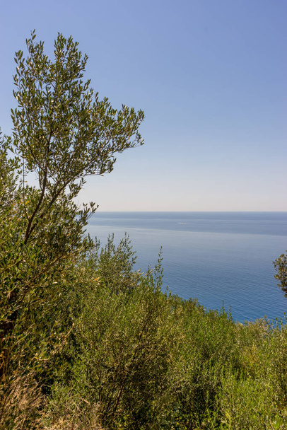 Ευρώπη, Ιταλία, Cinque Terre, Corniglia, ένα δέντρο δίπλα σε μια υδάτινη μάζα - Φωτογραφία, εικόνα