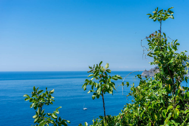 Ευρώπη, Ιταλία, Cinque Terre, Corniglia, ένα δέντρο δίπλα σε μια υδάτινη μάζα - Φωτογραφία, εικόνα
