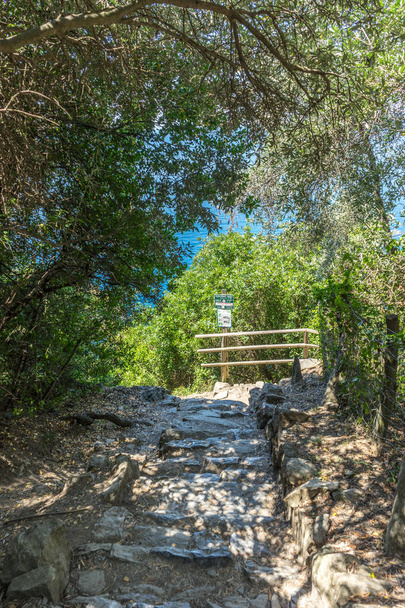 Європа, Італія, Cinque Terre, Corniglia, FOOTPATH AMIDST TREES IN FOREST - Фото, зображення