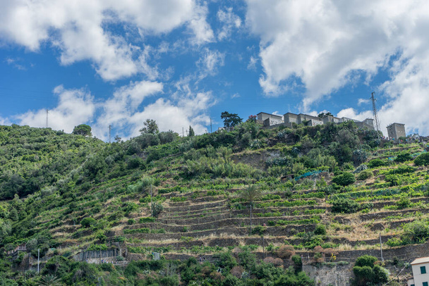 Ευρώπη, Ιταλία, Cinque Terre, Monterosso, ένα κοντινό σε μια πλαγιά ενός λόφου - Φωτογραφία, εικόνα