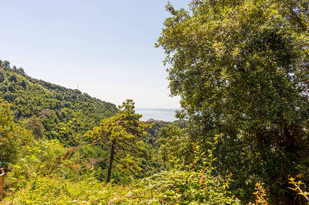 Europa, Włochy, Cinque Terre, Corniglia, drzewo w lesie - Zdjęcie, obraz