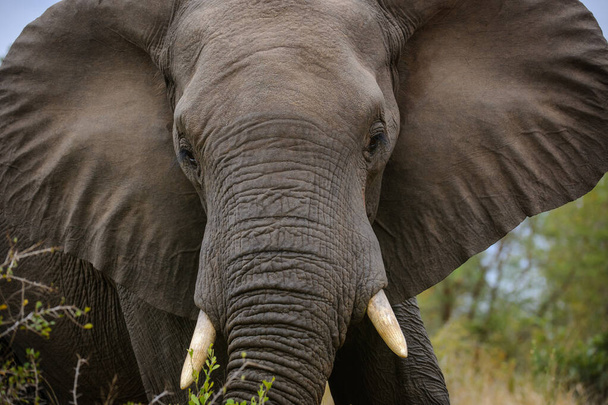 African Bush Elephant (Loxodonta africana). Parque Nacional del Gran Kruger (GKNP). Mpumalanga. Sudafrica. - Foto, Imagen