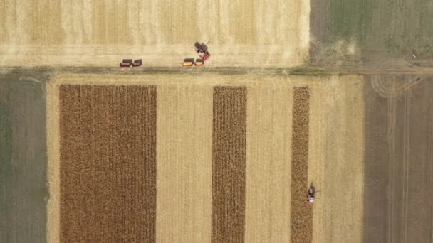 Dolly se déplacent vers le haut à vue supérieure de deux moissonneuses-batteuses travaillant ensemble dans un champ de maïs mature, une moissonneuse-batteuse transfère les céréales fraîchement récoltées dans une remorque pour le transport et d'autres récoltes de récoltes de maïs mûr. - Séquence, vidéo