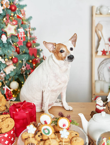 Joulukuusi koira, puiden tausta. Luxury uudenvuoden lahja. Hyvää joulua tausta lahjapakkauksessa. Joulujuhlan aika. Talvilomat. Joulupukki malliksi. Tervehdyskortin malli. - Valokuva, kuva