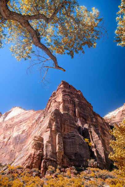 Red Rocks and Mountains of Zion National Park in summer season, USA - Photo, Image