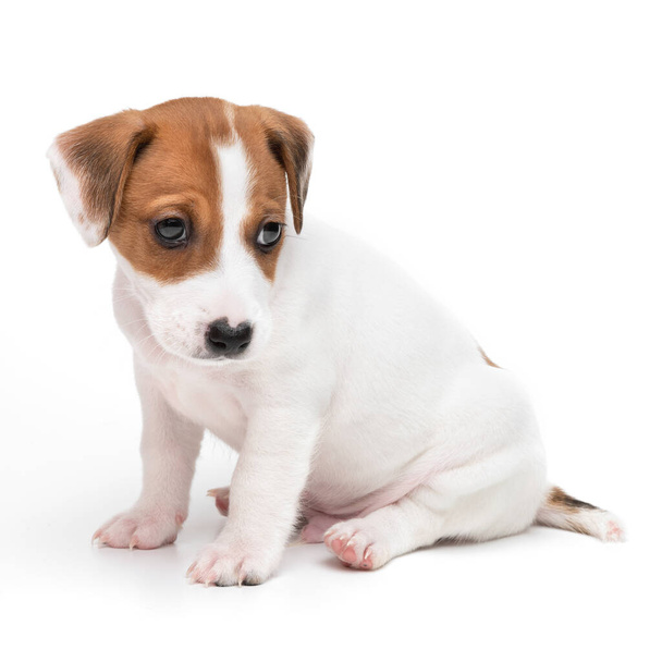 Jack Russell Terrier kiskutya elszigetelt fehér háttérrel. Dog jack terrier ül elölnézet stúdió lövés. - Fotó, kép
