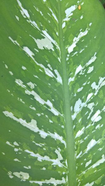 näkymä dumbcane- tai Dieffenbachia maculata lehdistä  - Valokuva, kuva