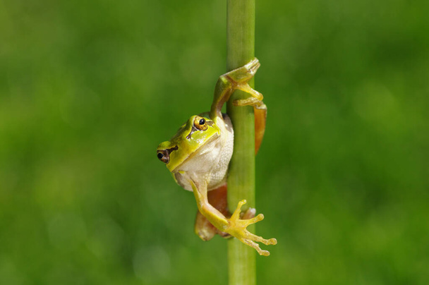 Green tree frog, Hyla arborea, sitting on grass with blurred nature background. - Photo, Image