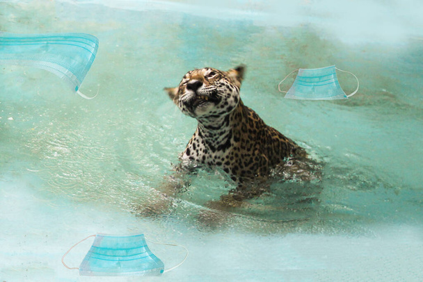 Леопард плаває серед хірургічних масок у ставку. Забруднення навколишнього середовища хірургічними масками під час коронавірусу
 - Фото, зображення