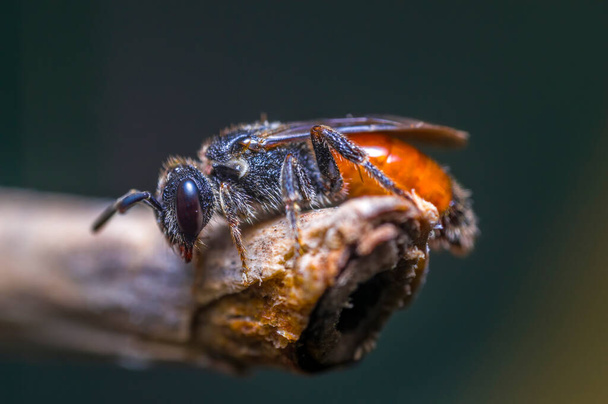 Kis méh rovar egy növényen a réten - Fotó, kép