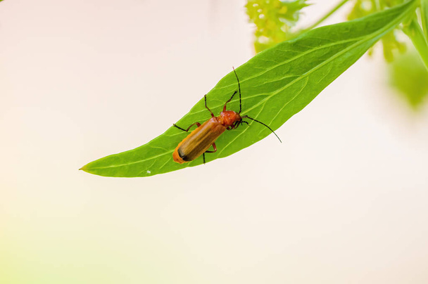 Petit insecte scarabée sur une plante dans les prairies - Photo, image
