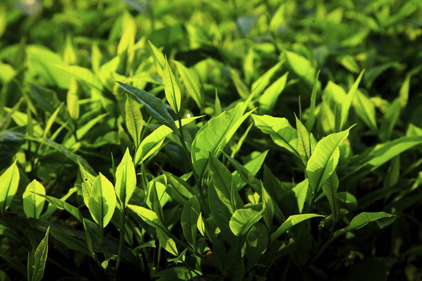 Tajwan Nantou Yuchi Maolan Mountain młoda czarna herbata liście - Zdjęcie, obraz
