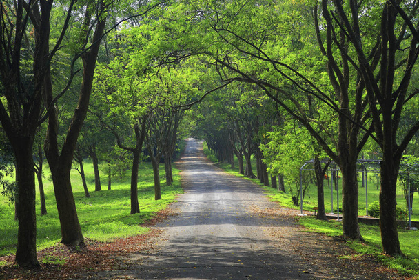 Tainan take the tree-lined road of Marse Farm - Фото, изображение
