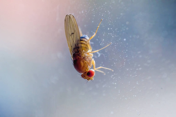 Μικρό έντομο μύγα σε ένα φυτό στα λιβάδια - Φωτογραφία, εικόνα