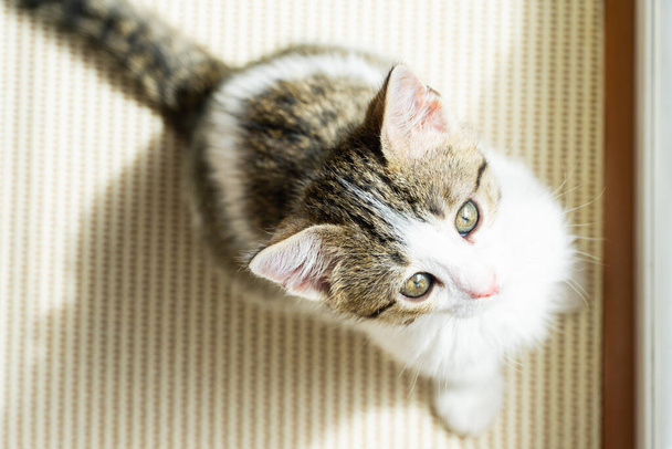 Güzel gözlü şirin kedi yavrusu yukarı bakıyor. - Fotoğraf, Görsel