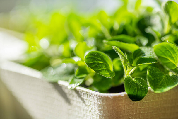 Fresh young leaves of microgreen. Microgreen sprouts close-up. Germination of seeds at home. Growing plants. Superfood and healthy eating concept. - 写真・画像