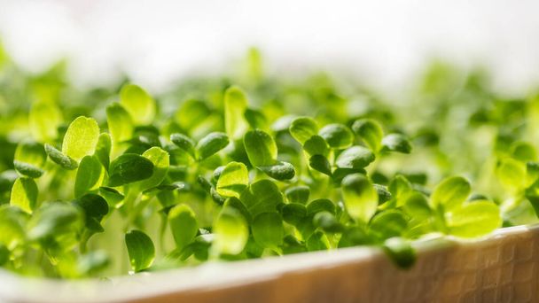 Fresh young leaves of microgreen. Microgreen sprouts close-up. Germination of seeds at home. Growing plants. Superfood and healthy eating concept. - Foto, Imagem