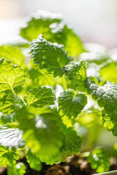 Fresh mint leaf background. Microgreen leaves. Growing organic mint. Spicy herbs for home aromatherapy, medicine and cooking. Close-up. - 写真・画像