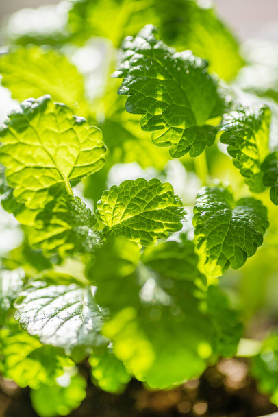 Fresh mint leaf background. Microgreen leaves. Growing organic mint. Spicy herbs for home aromatherapy, medicine and cooking. Close-up. - Foto, Imagem